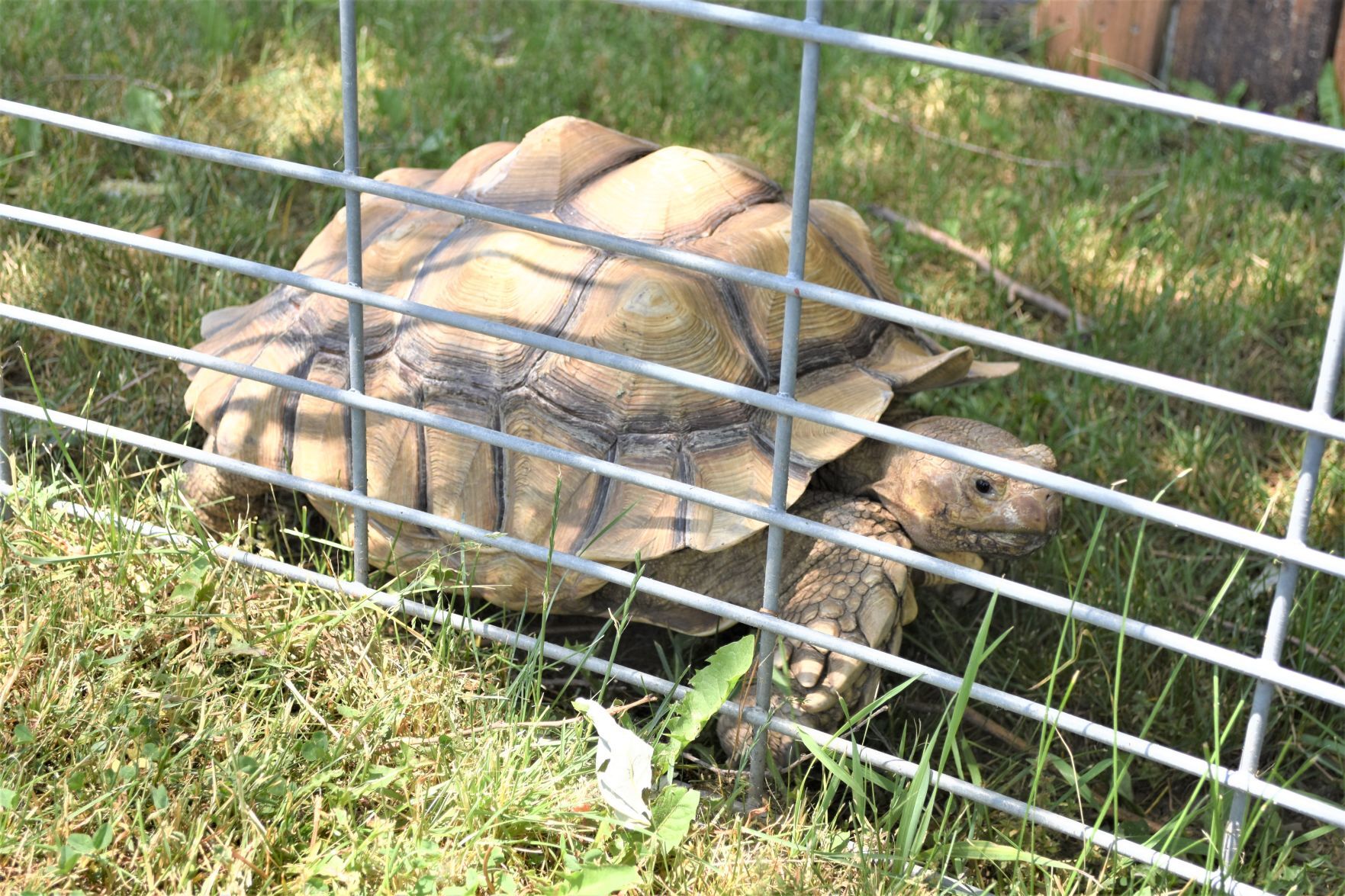 Caledonia Zoo turtle